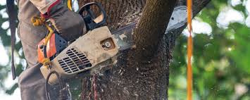Best Palm Tree Trimming  in Black Earth, WI