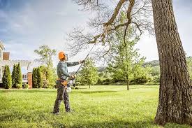 Best Tree Trimming and Pruning  in Black Earth, WI