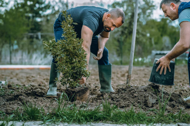  Black Earth, WI Tree Services Pros
