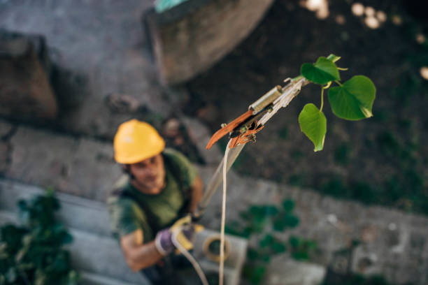 Best Tree Risk Assessment  in Black Earth, WI