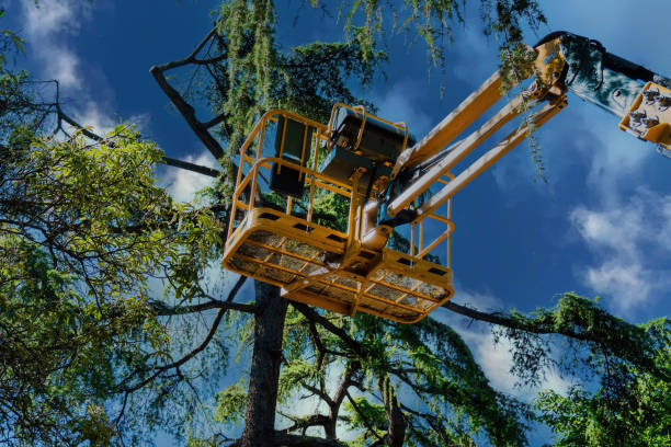 Best Tree Cabling and Bracing  in Black Earth, WI