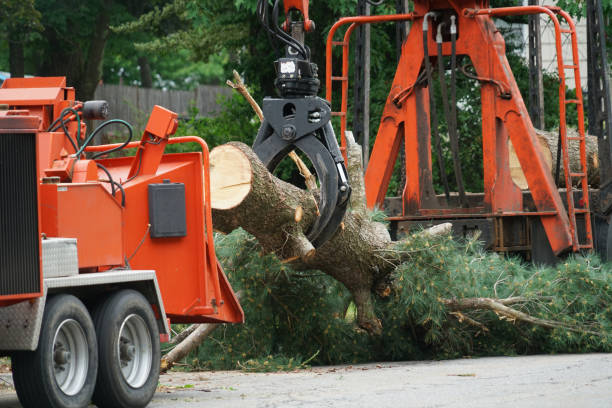 Best Storm Damage Tree Cleanup  in Black Earth, WI