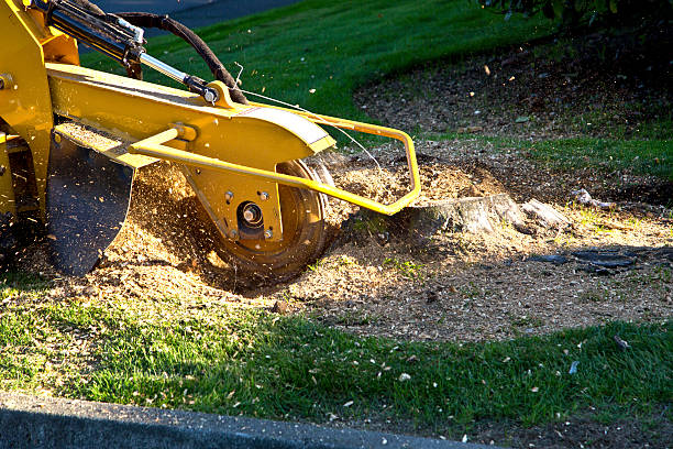 Best Emergency Tree Removal  in Black Earth, WI