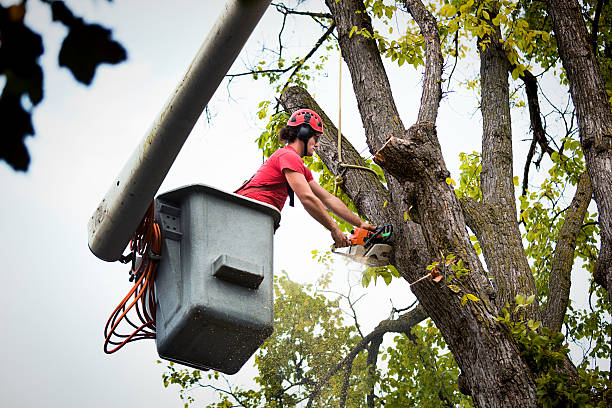 Best Seasonal Cleanup (Spring/Fall)  in Black Earth, WI