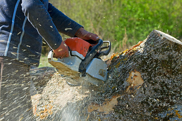 Best Tree Mulching  in Black Earth, WI